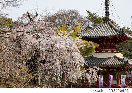 川越喜多院 春 境内風景 枝垂れ桜と多宝塔 川越喜多院 春 境内風景 枝垂れ桜と多宝塔 138430631