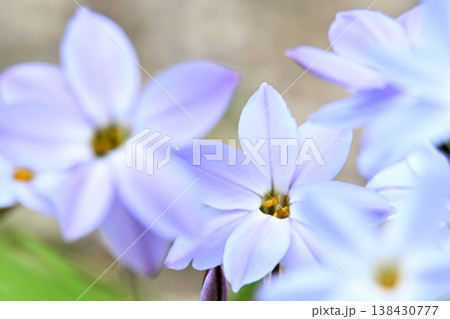 ハナニラの花 138430777