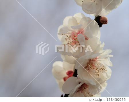 晴れた3月に美しく咲いた白い梅の花「白牡丹(ハクボタン)」 晴れた3月に美しく咲いた白い梅の花「白牡丹(ハクボタン)」 138430933