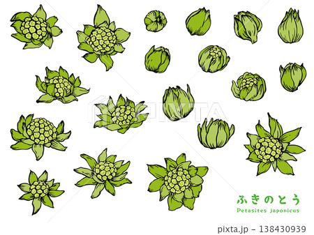 筆で描いたふきのとう カラー 筆で描いたふきのとう カラー 138430939