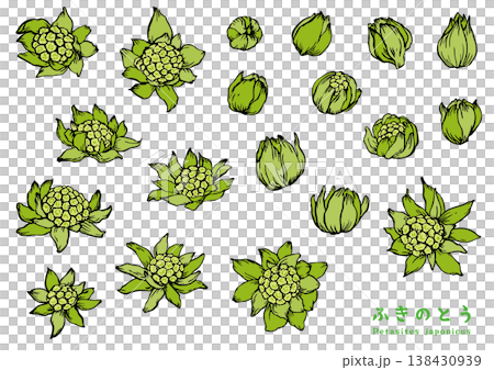 筆で描いたふきのとう カラー 筆で描いたふきのとう カラー 138430939