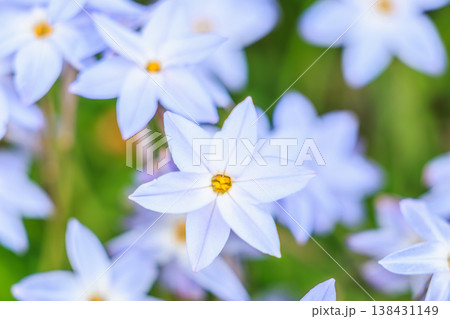 白いハナニラの花とグリーンの背景 春のナチュラル素材 白いハナニラの花とグリーンの背景 春のナチュラル素材 138431149