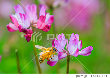 花に集まるミツバチとやわらかなボケ背景の春イメージ 花に集まるミツバチとやわらかなボケ背景の春イメージ 138431151
