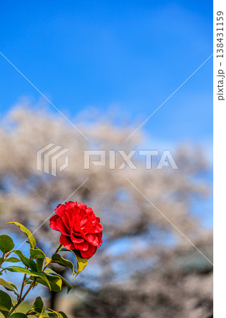 青空に映える赤い椿と桜のぼけ 春の余白ある風景 青空に映える赤い椿と桜のぼけ 春の余白ある風景 138431159
