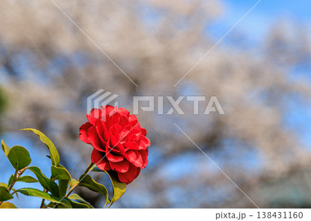 春の青空と椿の花 背景に桜が広がる柔らかなボケ 春の青空と椿の花 背景に桜が広がる柔らかなボケ 138431160