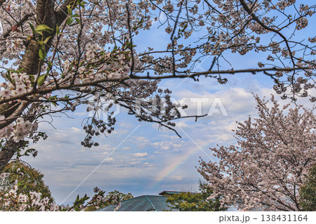 満開の桜と青空に現れた虹 春の自然風景 満開の桜と青空に現れた虹 春の自然風景 138431164