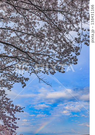 桜の枝越しに見る虹と青空 春の癒しの景色 138431166