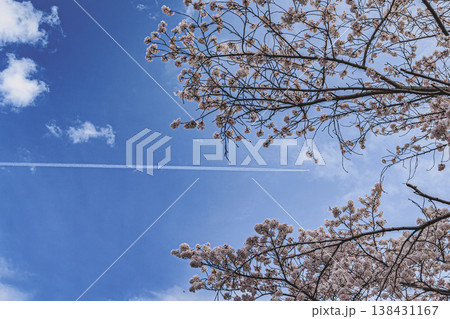 満開の桜と飛行機雲が描く青空 日本の春の空景色 満開の桜と飛行機雲が描く青空 日本の春の空景色 138431167