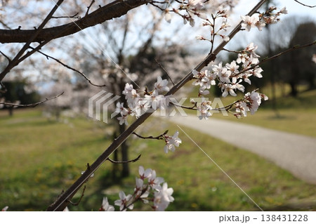 桜4 138431228