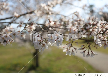 桜 桜 138431229