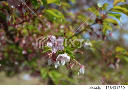 桜 138431230