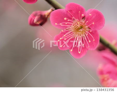 3月に咲いた紅くてかわいい梅の花「ベニチドリ(紅千鳥)」 3月に咲いた紅くてかわいい梅の花「ベニチドリ(紅千鳥)」 138431356