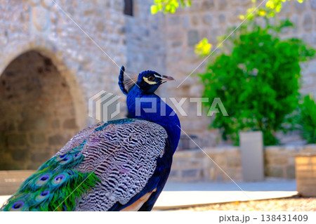 The elegant peacock with colors feathers. Portrait of a beautiful peacock. Nature, photo of wild animals. 138431409
