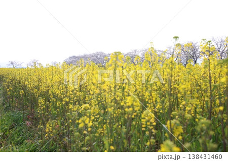 菜の花 菜の花 138431460