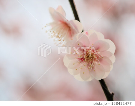 晴れた3月に美しく咲いた淡いピンク色の梅の花「八重旭（ヤエアサヒ）」 138431477