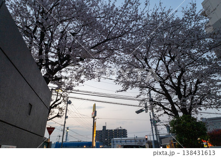 春　夜明けの街並み　満開の桜 138431613
