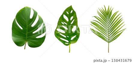 Monstera and palm green leaf tropical plant isolated on white background. Monstera and palm green leaf tropical plant isolated on white background. 138431679