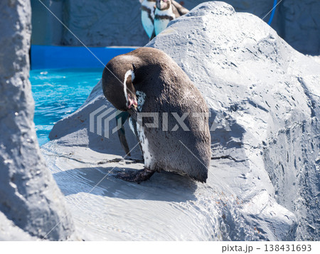 南知多ビーチランド 2026 南知多ビーチランド 2026 138431693