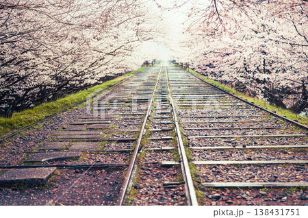 桜のトンネルを歩く、京都のインクラインが幻想的すぎる 桜のトンネルを歩く、京都のインクラインが幻想的すぎる 138431751