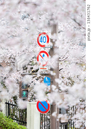 桜の咲く町で、信号機が進路の整理をしている 桜の咲く町で、信号機が進路の整理をしている 138431762