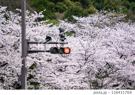 桜が咲く季節は旅立ちと別れがある、道路標識で行き先を決める 桜が咲く季節は旅立ちと別れがある、道路標識で行き先を決める 138431769