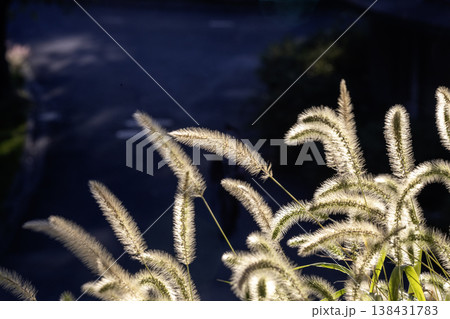 初秋の夕刻、猫じゃらしの穂に光当たる風景-2 初秋の夕刻、猫じゃらしの穂に光当たる風景-2 138431783