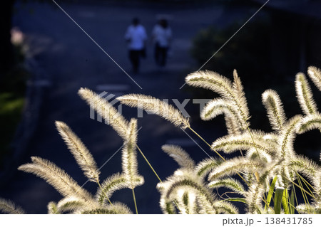 初秋の夕刻、猫じゃらしの穂に光当たる風景-4 初秋の夕刻、猫じゃらしの穂に光当たる風景-4 138431785