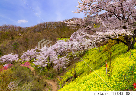 春爛漫の花見山、色鮮やかな桜と花々が山を彩る桃源郷のパノラマ風景 春爛漫の花見山、色鮮やかな桜と花々が山を彩る桃源郷のパノラマ風景 138431880