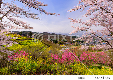 春爛漫の花見山、色鮮やかな桜と花々が山を彩る桃源郷のパノラマ風景 春爛漫の花見山、色鮮やかな桜と花々が山を彩る桃源郷のパノラマ風景 138431885
