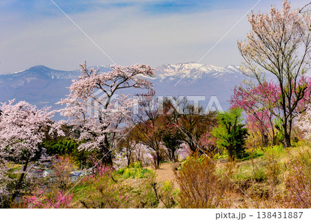 春爛漫の花見山、色鮮やかな桜と花々が山を彩る桃源郷のパノラマ風景 春爛漫の花見山、色鮮やかな桜と花々が山を彩る桃源郷のパノラマ風景 138431887