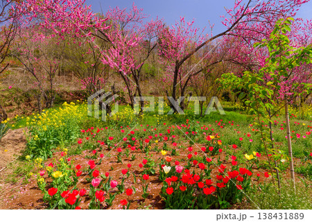 春爛漫の花見山、色鮮やかな桜と花々が山を彩る桃源郷のパノラマ風景 138431889