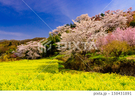 春爛漫の花見山、色鮮やかな桜と花々が山を彩る桃源郷のパノラマ風景 春爛漫の花見山、色鮮やかな桜と花々が山を彩る桃源郷のパノラマ風景 138431891