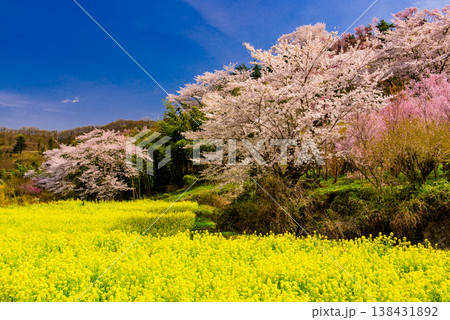 春爛漫の花見山、色鮮やかな桜と花々が山を彩る桃源郷のパノラマ風景 138431892