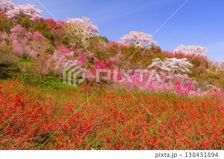 春爛漫の花見山、色鮮やかな桜と花々が山を彩る桃源郷のパノラマ風景 138431894