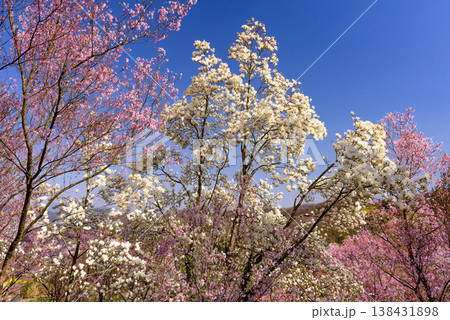 春爛漫の花見山、色鮮やかな桜と花々が山を彩る桃源郷のパノラマ風景 138431898