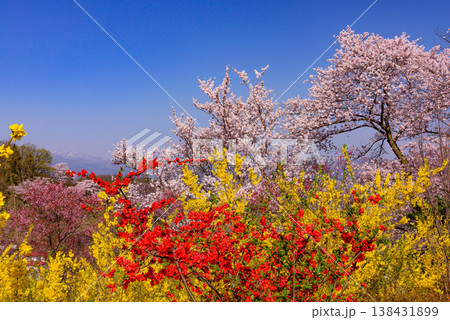 春爛漫の花見山、色鮮やかな桜と花々が山を彩る桃源郷のパノラマ風景 138431899