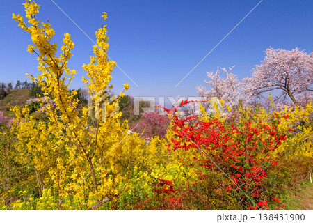 春爛漫の花見山、色鮮やかな桜と花々が山を彩る桃源郷のパノラマ風景 138431900