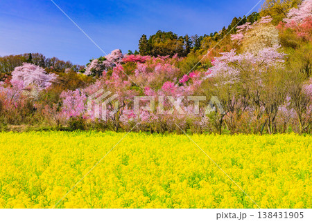 春爛漫の花見山、色鮮やかな桜と花々が山を彩る桃源郷のパノラマ風景 138431905
