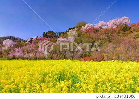 春爛漫の花見山、色鮮やかな桜と花々が山を彩る桃源郷のパノラマ風景 138431906