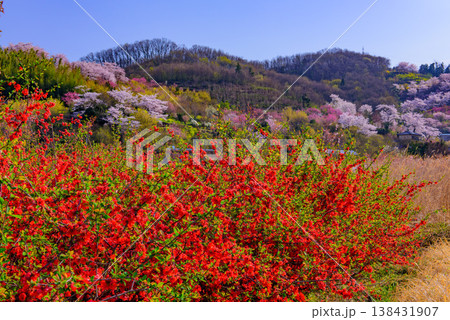 春爛漫の花見山、色鮮やかな桜と花々が山を彩る桃源郷のパノラマ風景 春爛漫の花見山、色鮮やかな桜と花々が山を彩る桃源郷のパノラマ風景 138431907