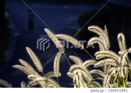 初秋の夕刻、猫じゃらしの穂に光当たる風景-10 138431991