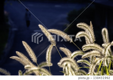 初秋の夕刻、猫じゃらしの穂に光当たる風景-11 初秋の夕刻、猫じゃらしの穂に光当たる風景-11 138431992