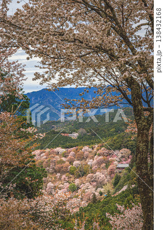 一目千本の吉野山に咲く桜 奈良の春の絶景 138432168