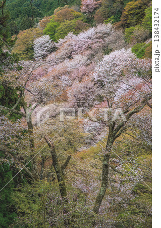 日本の春を代表する吉野山の桜と山並み 日本の春を代表する吉野山の桜と山並み 138432174
