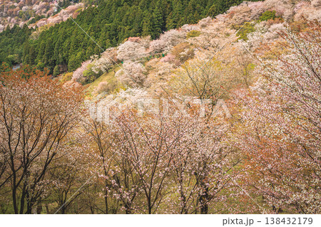 桜満開の吉野山と奥行きある山の風景 138432179