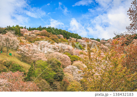 春の吉野山に広がる桜と山並みの絶景 春の吉野山に広がる桜と山並みの絶景 138432183