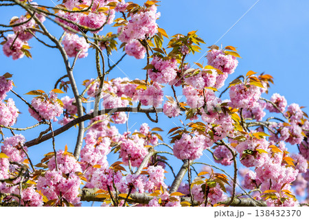 Close-up pink sakura blossoms sunlit branches against blue sky delicate petals forming vibrant spring bloom. Ornamental cherry flowers glowing in daylight soft bokeh and fresh seasonal atmosphere 138432370