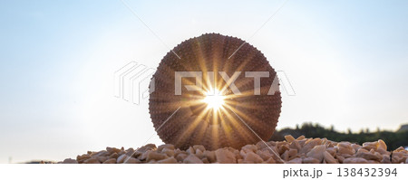 Sea urchin shell stands on pebble beach with bright sunburst shining through central opening, creating warm rays dramatic silhouette. Mediterranean coastal nature scene marine texture summer light 138432394