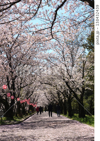 散り始めた旭公園の桜 散り始めた旭公園の桜 138432439