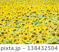 ひまわり畑　2025 138432504